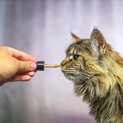 Best Sellers: Cat NZ Green Lipped Mussel Oil - For joint care and well-being