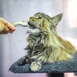 Products: Cat Whole Salmon Treats *NEW*