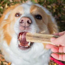 Bundles Accessories: Deer Antler Chew