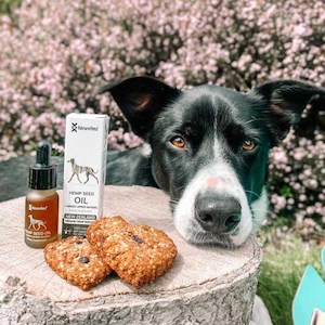 growaov-collection: Organic Hemp + Mussel Oil Extract - Skin & Coat