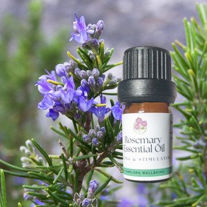 ROSEMARY Essential Oil Organic, healing & stimulating Sanflora Wellbeing