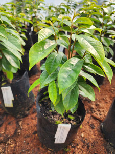 Products: Soursop Kotare Subtropicals
