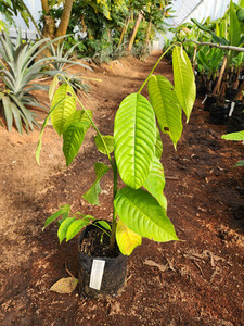 Products: Rollinia Kotare Subtropicals