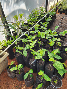 Jackfruit Cheena Kotare Subtropicals