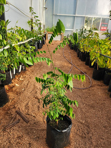 Starfruit Kotare Subtropicals