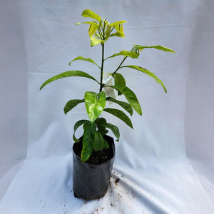 Black Sapote Plant Kotare Subtropicals