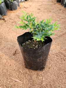 Jabuticaba Kotare Subtropicals