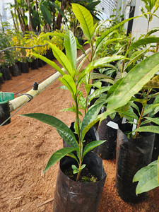 Products: Canistel Kotare Subtropicals