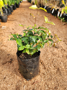 Products: Surinam Cherry Kotare Subtropicals