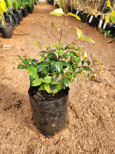 Products: Surinam Cherry Kotare Subtropicals