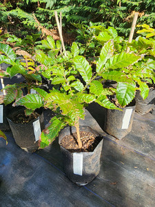 Products: Davidson Plum Kotare Subtropicals