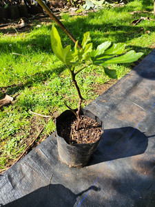 Products: Gross Longue Verte Fig Kotare Subtropicals