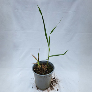 Products: Sugar Cane Plant Kotare Subtropicals