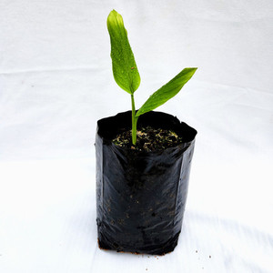 Turmeric Plant Kotare Subtropicals