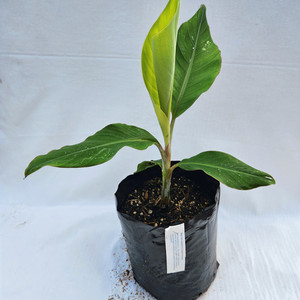 Misi Luki Banana Plant Kotare Subtropicals