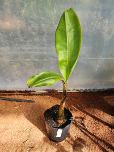 Blue Java Banana Kotare Subtropicals