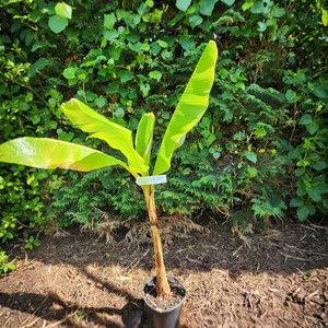 Products: Cavendish Banana Plant Kotare Subtropicals