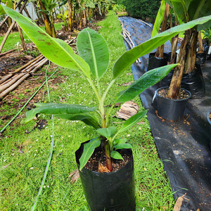 Products: Williams Banana Plant Kotare Subtropicals