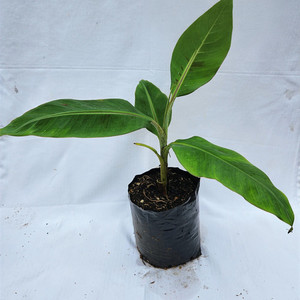 Products: High Noon Banana Plant Kotare Subtropicals