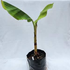 Mona Lisa Banana Plant Kotare Subtropicals