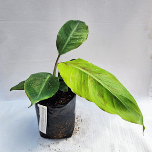 Products: Goldfinger Banana Plant Kotare Subtropicals