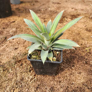 Products: Queen Pineapple Plant Kotare Subtropicals