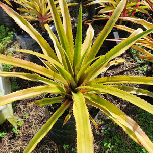 Red Pineapple Plant Kotare Subtropicals