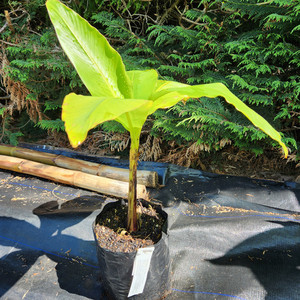 Basjoo Banana Kotare Subtropicals