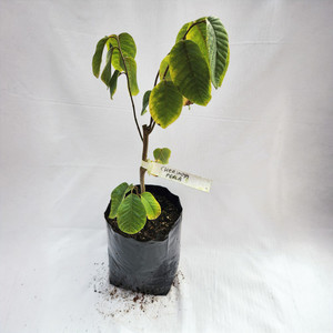 Grafted Cherimoya Plant - Perla Kotare Subtropicals