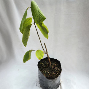 Products: Grafted Cherimoya Plant - White Kotare Subtropicals