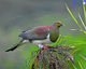 Kereru In Cabbage Tree-1