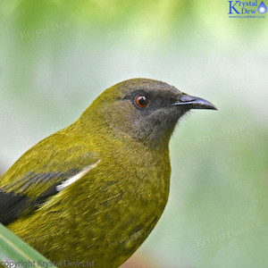 Bellbird Male-1