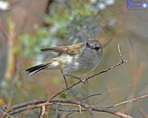 Products: Grey Warbler/Riririro-3