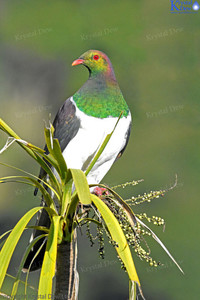 Products: Kereru In Cabbage Tree-2