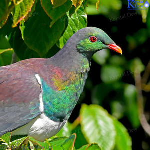 Products: Kereru In Cherry Tree
