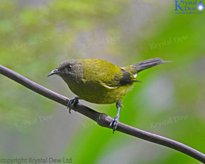 Products: Bellbird Male-2