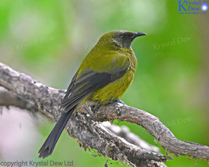 Bellbird Male-4