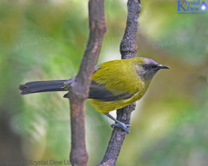 Bellbird Male-3