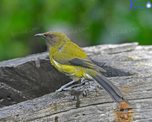 Bellbird on Waterbath-1