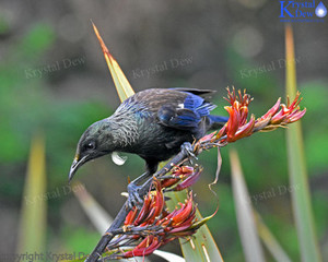 Tui In The Flax-3