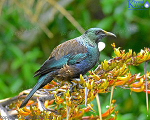 Tui In The Flax-5