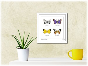 Products: Butterflies of NZ Prints Kumanu, earth conscious skincare