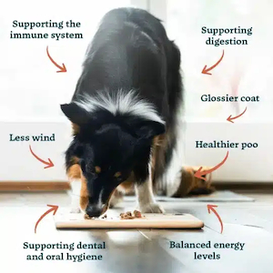 Products: How to Transition Your Small Dog to Raw Food in Christchurch: A Comprehensive Guide