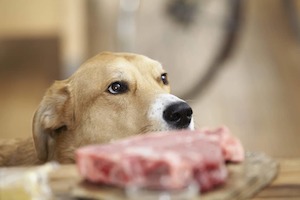 Products: Raw Realities: Unpacking the Raw Food Diet for Dogs – Is It Worth the Hype?