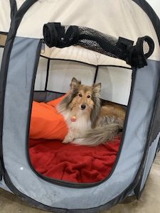 Products: The Importance of Rest in Doggy Daycare for Small Dogs