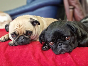 Do Dogs Get Tired of Doggy Daycare? Understanding Your Pup’s Experience