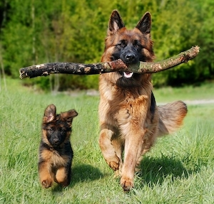 Mental Stimulation and Enrichment Ideas and Activities to keep your dog busy