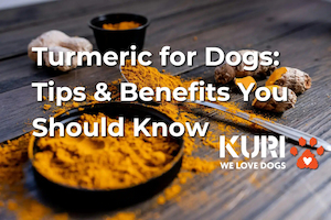 Products: Turmeric for Dogs: 5 Tips & Benefits You Should Know