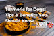 Turmeric for Dogs: 5 Tips & Benefits You Should Know
