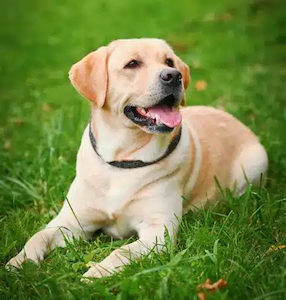 Products: Raw Dog Food for Labrador Retrievers: A Nutritional Guide